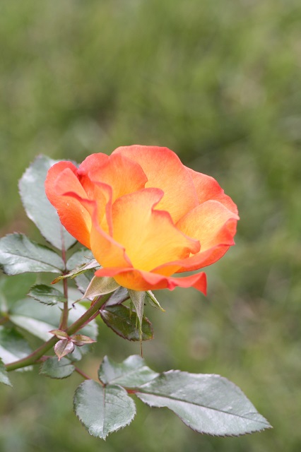 兵庫県立フラワーセンターの花たち　