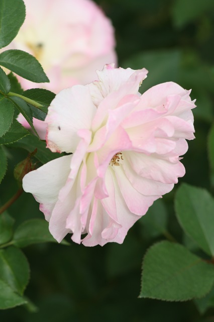 兵庫県立フラワーセンターの花たち　