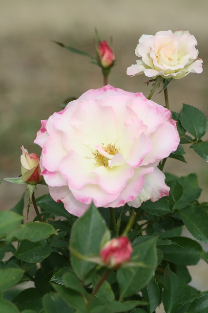 兵庫県立フラワーセンターの花たち　