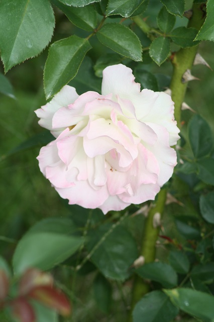 兵庫県立フラワーセンターの花たち　