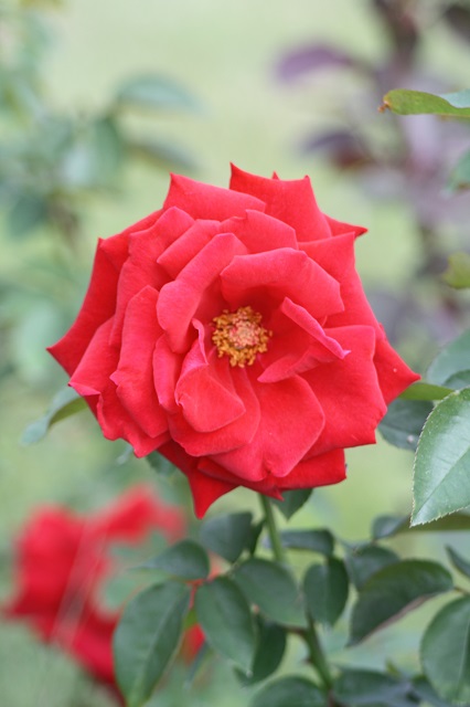 兵庫県立フラワーセンターの花たち　