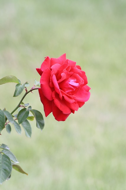 兵庫県立フラワーセンターの花たち　