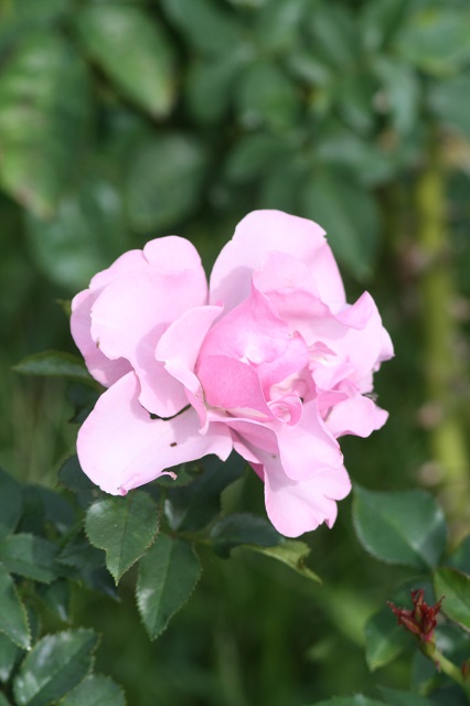 兵庫県立フラワーセンターの花たち　