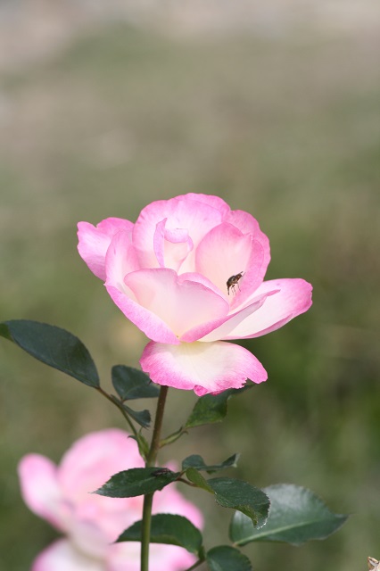 兵庫県立フラワーセンターの花たち　