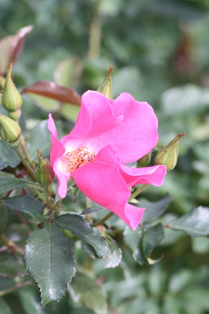 兵庫県立フラワーセンターの花たち　