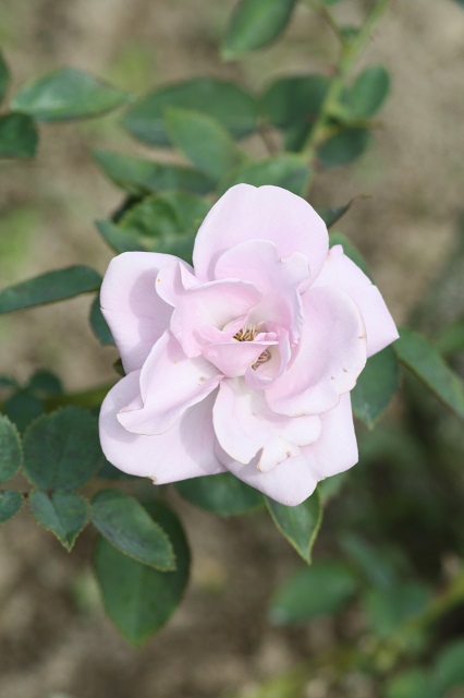 兵庫県立フラワーセンターの花たち　