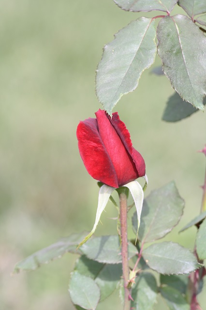 兵庫県立フラワーセンターの花たち　