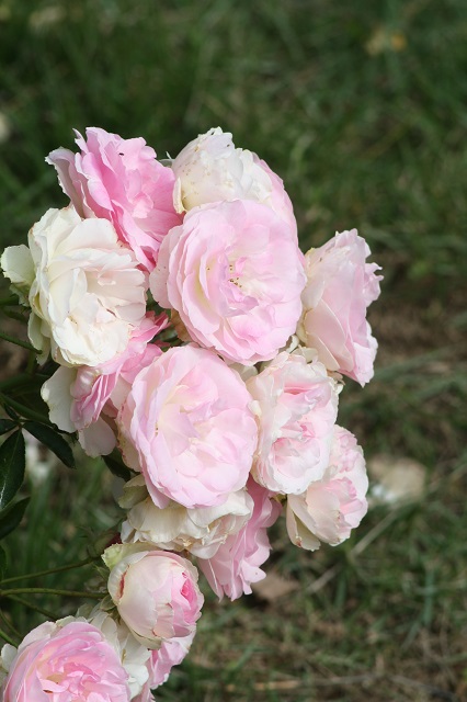 兵庫県立フラワーセンターの花たち　