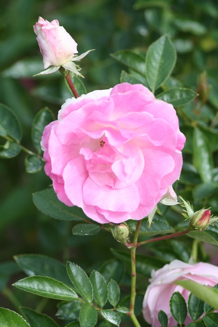 兵庫県立フラワーセンターの花たち　