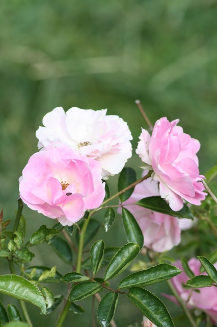 兵庫県立フラワーセンターの花たち　