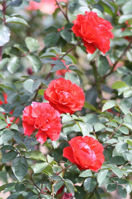兵庫県立フラワーセンターの花たち　