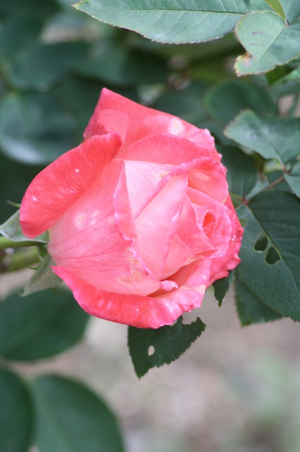兵庫県立フラワーセンターの花たち　