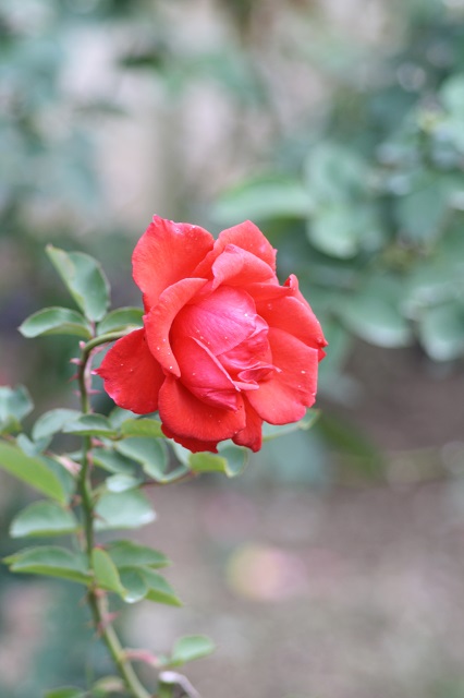兵庫県立フラワーセンターの花たち　