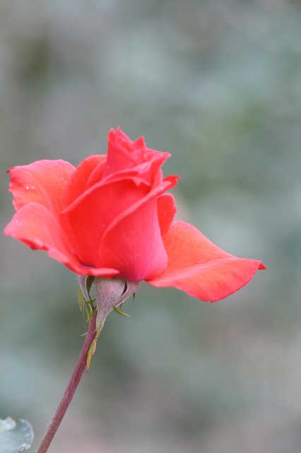 兵庫県立フラワーセンターの花たち　