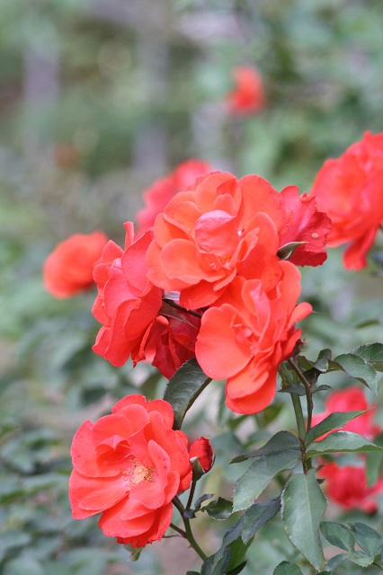 兵庫県立フラワーセンターの花たち　