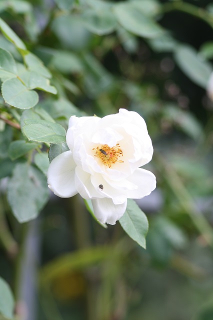 兵庫県立フラワーセンターの花たち　