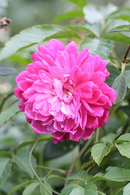 兵庫県立フラワーセンターの花たち　