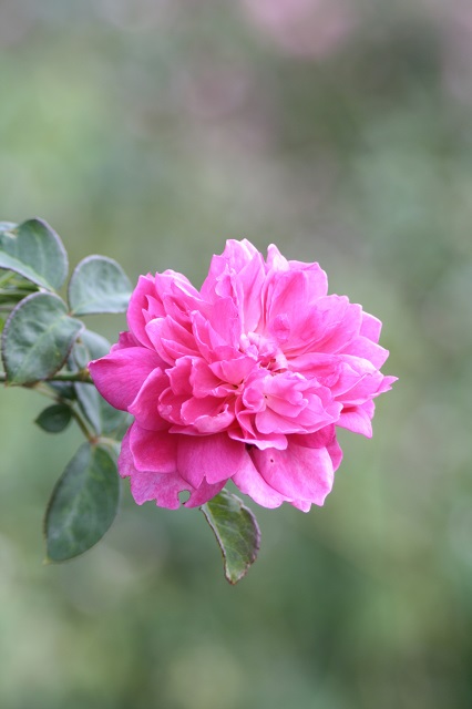 兵庫県立フラワーセンターの花たち　