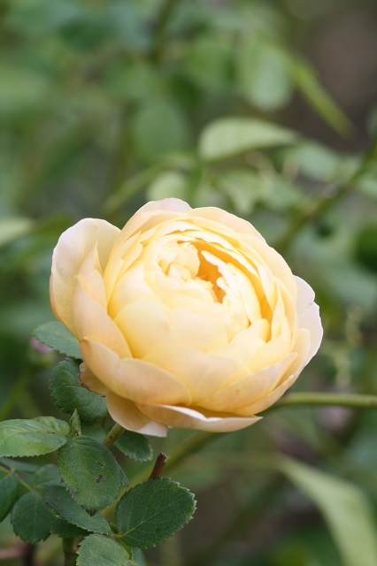 兵庫県立フラワーセンターの花たち　