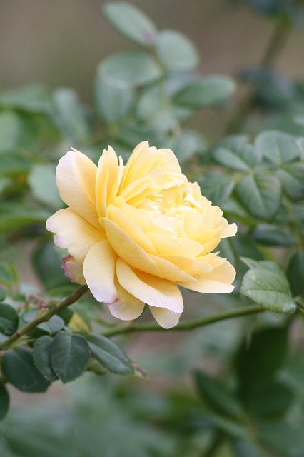 兵庫県立フラワーセンターの花たち　