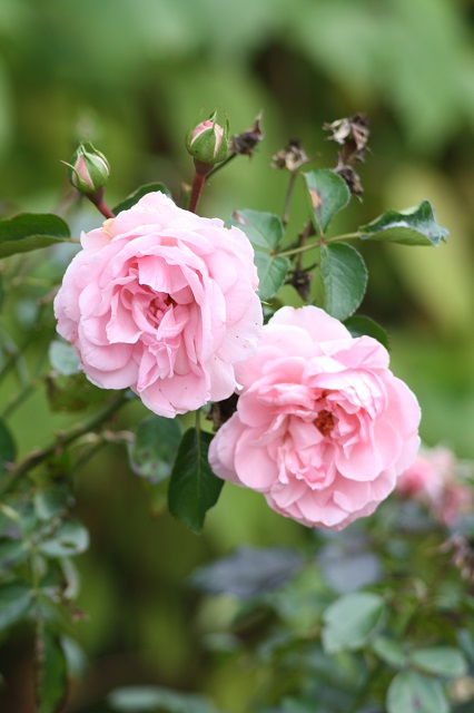 兵庫県立フラワーセンターの花たち　