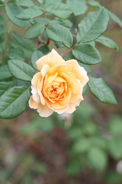 兵庫県立フラワーセンターの花たち