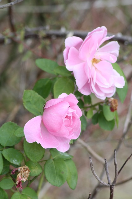 兵庫県立フラワーセンターの花たち