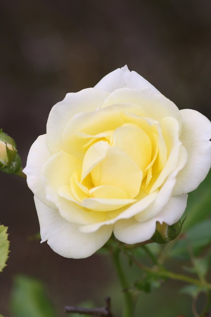 兵庫県立フラワーセンターの花たち　