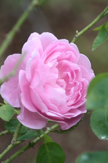 兵庫県立フラワーセンターの花たち　