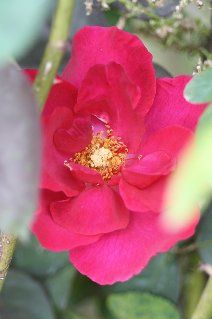 兵庫県立フラワーセンターの花たち　