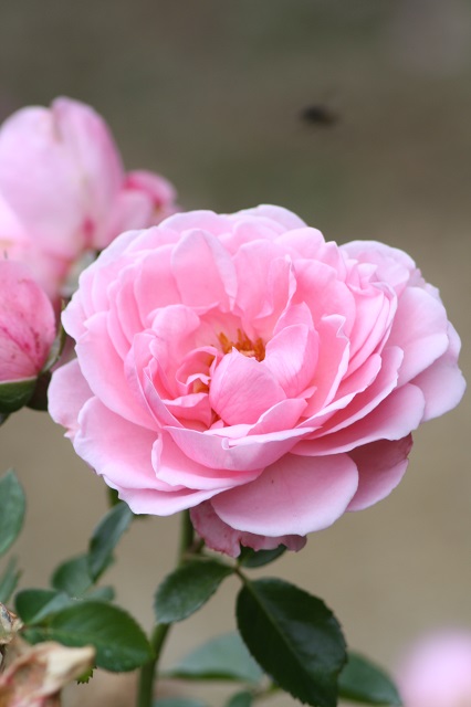 兵庫県立フラワーセンターの花たち　