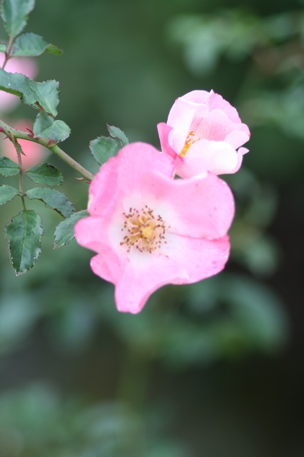 兵庫県立フラワーセンターの花たち　