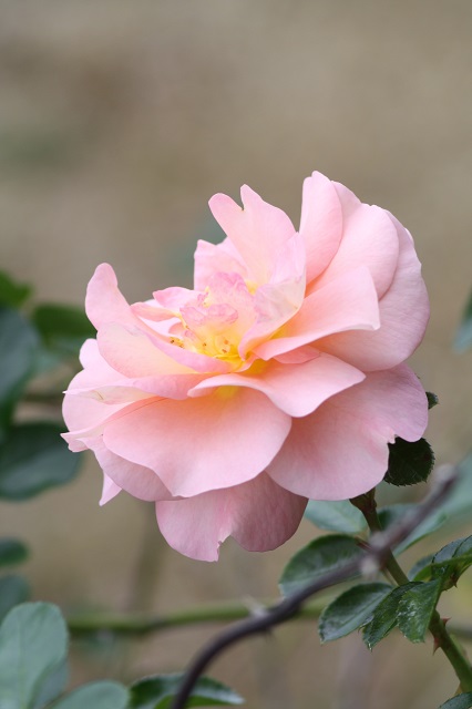 兵庫県立フラワーセンターの花たち　
