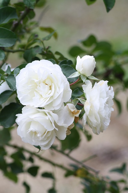 兵庫県立フラワーセンターの花たち　