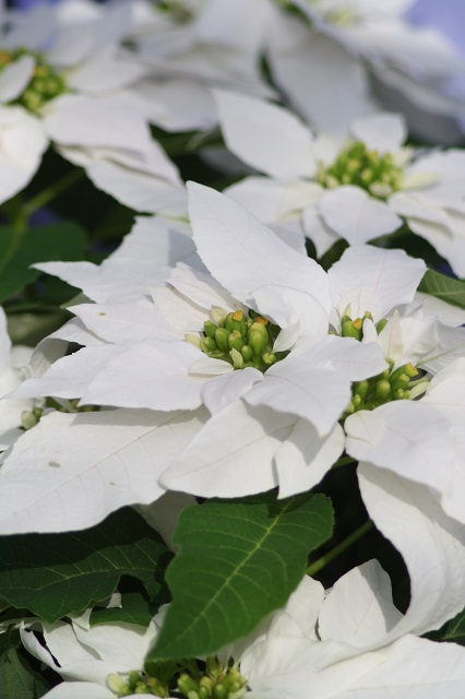 姫路市立手柄山温室植物園の花たち　