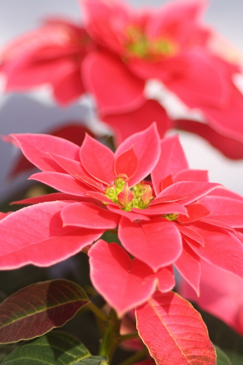 姫路市立手柄山温室植物園の花たち　