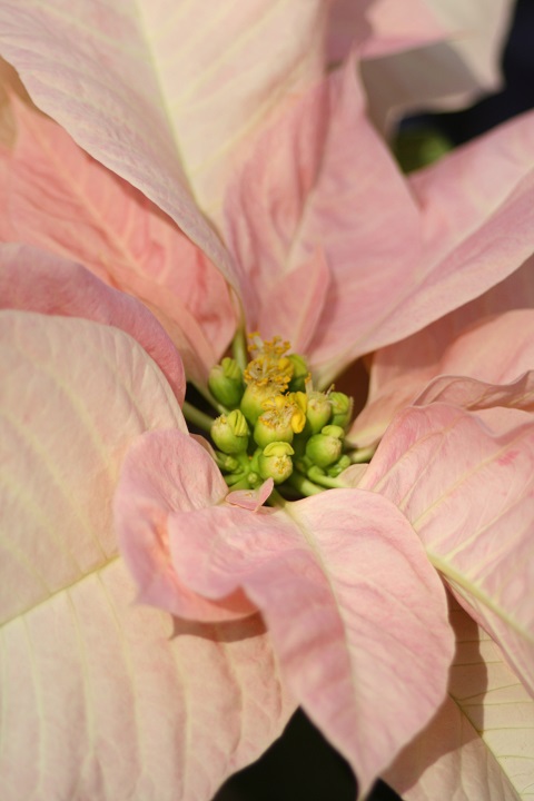 姫路市立手柄山温室植物園の花たち　