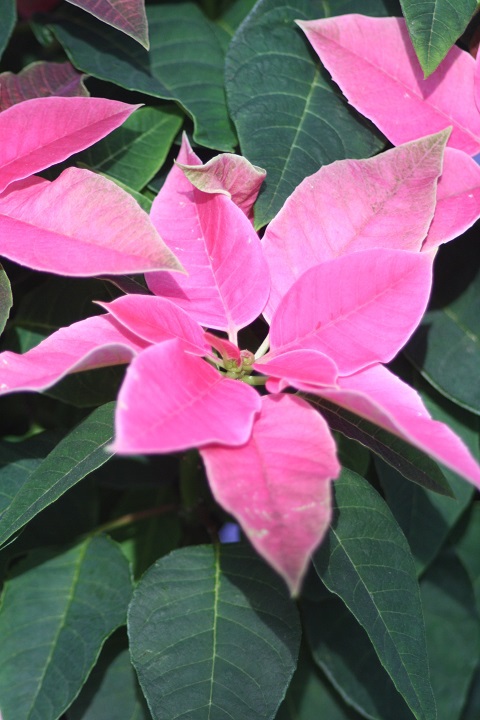 姫路市立手柄山温室植物園の花たち　
