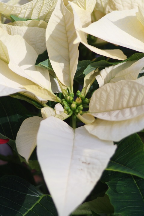 姫路市立手柄山温室植物園の花たち　