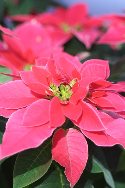 姫路市立手柄山温室植物園の花たち　