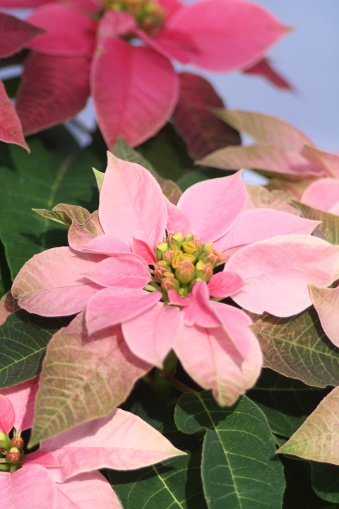 姫路市立手柄山温室植物園の花たち　