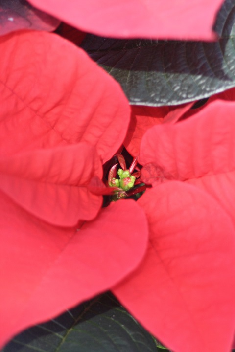 姫路市立手柄山温室植物園の花たち　