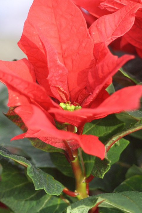 姫路市立手柄山温室植物園の花たち　