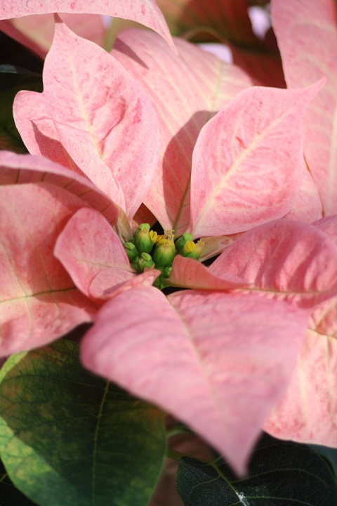 姫路市立手柄山温室植物園の花たち　