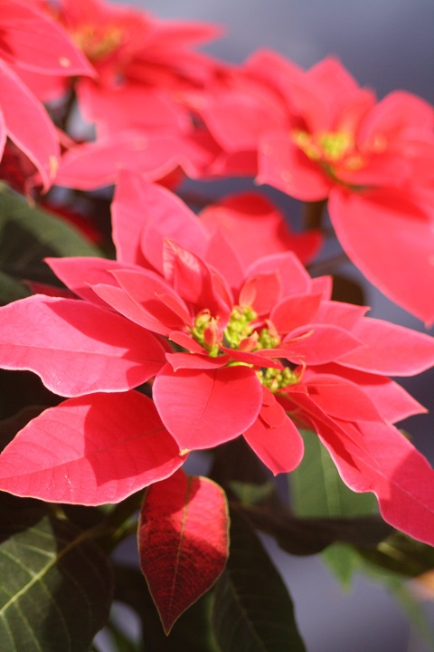 姫路市立手柄山温室植物園の花たち　