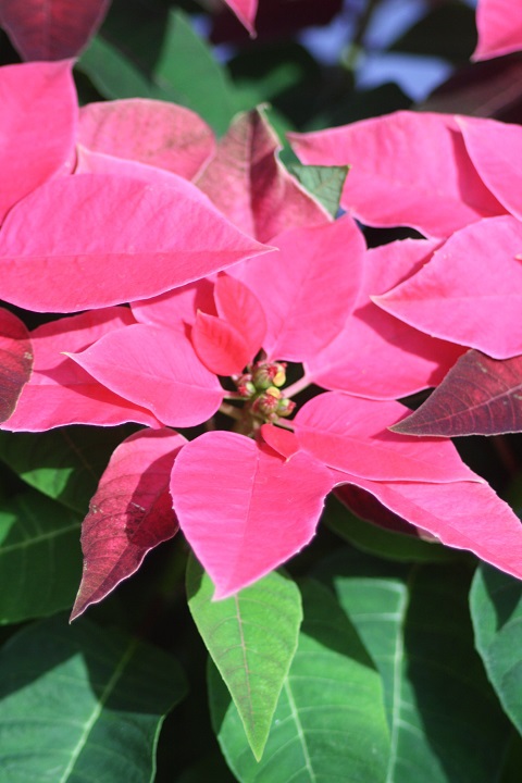 姫路市立手柄山温室植物園の花たち　