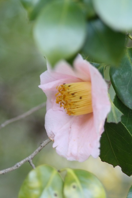 兵庫県立フラワーセンターの花たち　