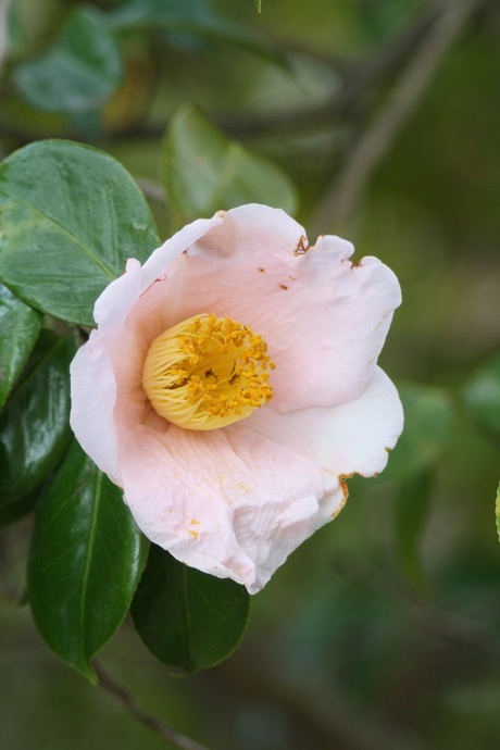 兵庫県立フラワーセンターの花たち　