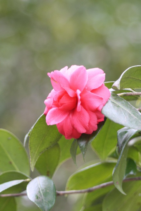 兵庫県立フラワーセンターの花たち　