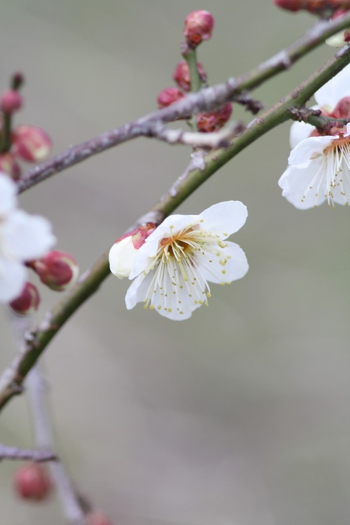高砂市曽根天満宮の花たち　